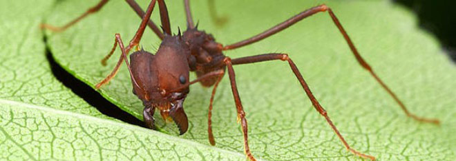 infestacao de formigas