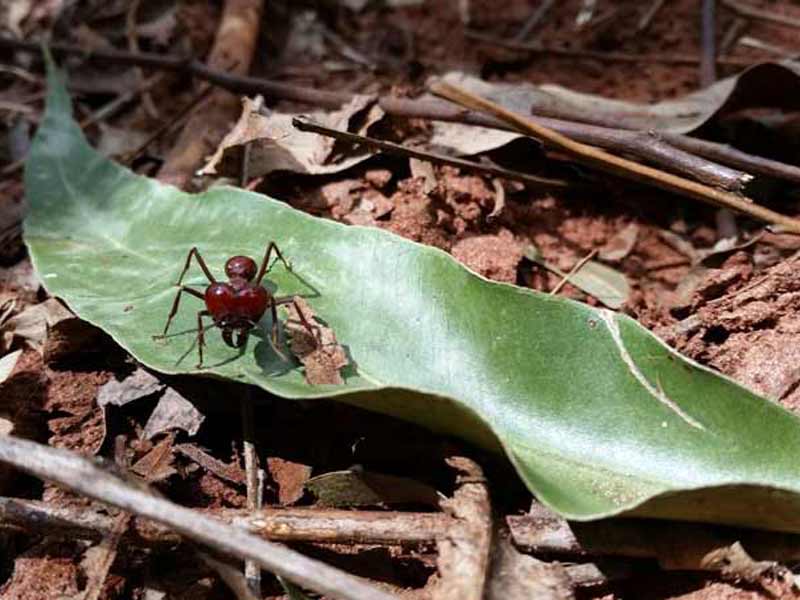 Combate a infestao de formigas cortadeiras